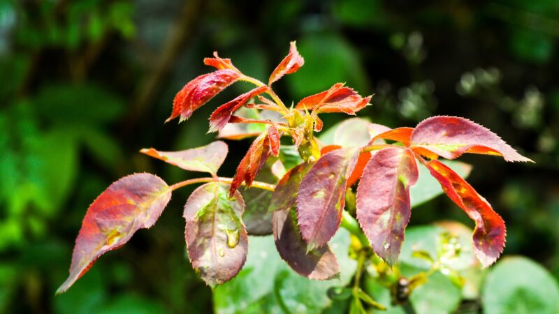 Is It Normal for Roses Leaves to Turn Yellow