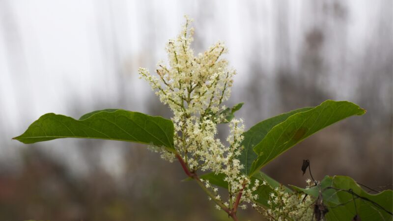 Knotweed