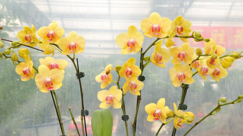 Moth Orchids (Phalaenopsis)