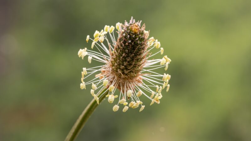 Narrow-Leaf Plantain