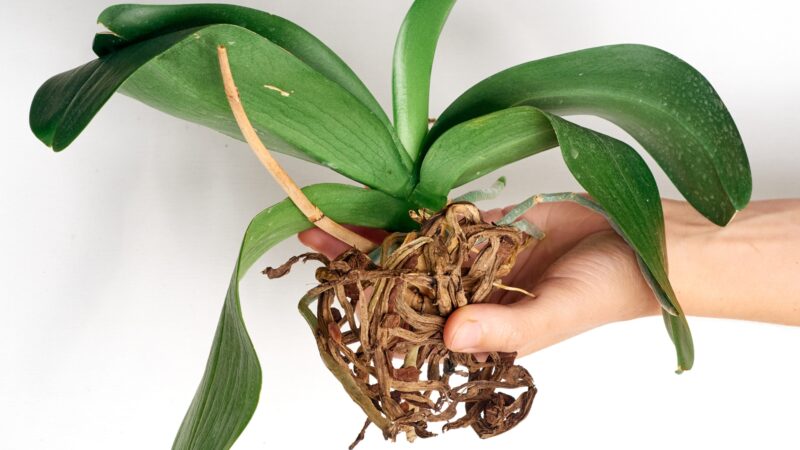 Orchid Root Rot Symptoms