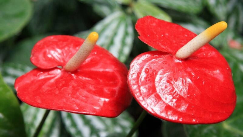 Painter’s Palette (Anthurium andraeanum)