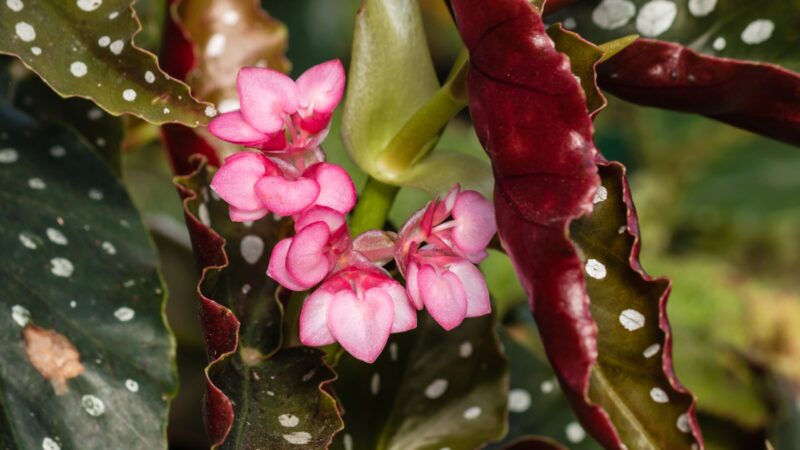 Problems With Begonia Propagation