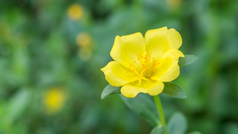 Purslane