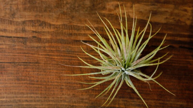 Red Air Plant