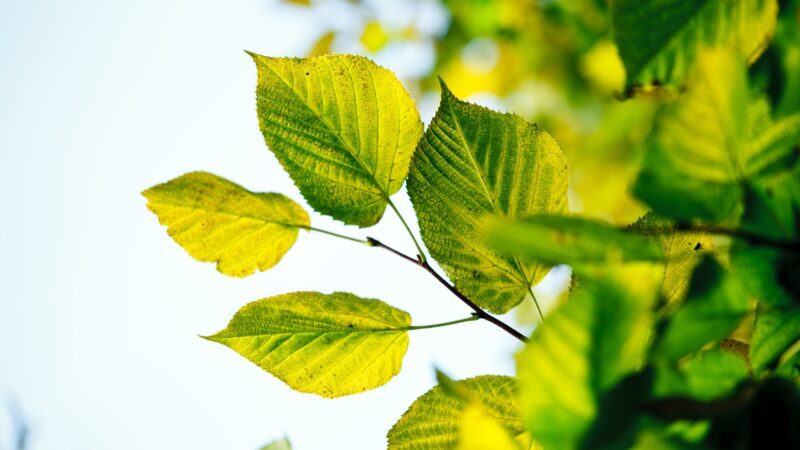 Should I Cut Off Hydrangea Yellow Leaves