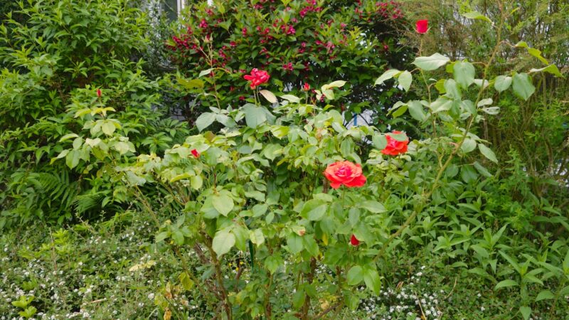 Should I Remove Yellow Leaves From Roses