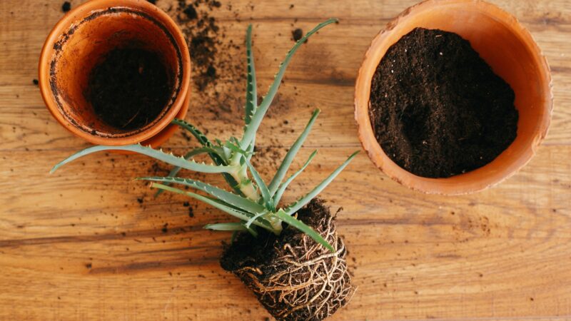 Signs That Your Aloe Vera Plant Is in the Wrong Soil
