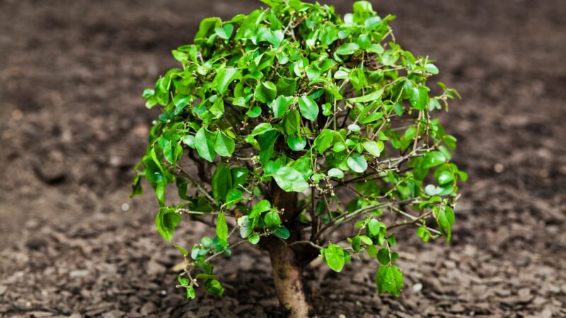 Signs Your Tree Needs Fertilizing