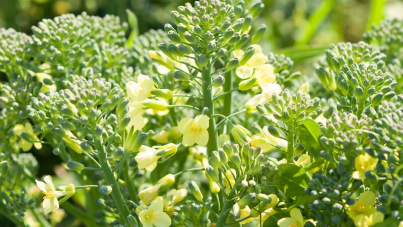 Signs to Watch for That Your Broccoli Is Starting to Bolt