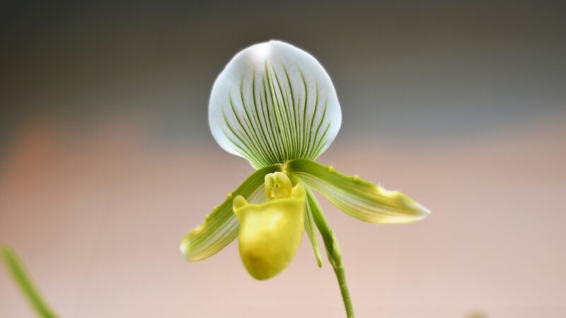 Slipper Orchids (Paphiopedilum)