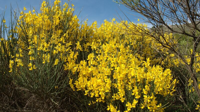 Spanish Broom