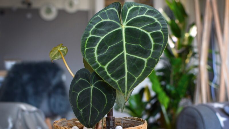 Velvet Cardboard Anthurium (Anthurium clarinervium)