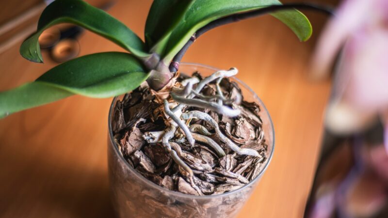 What Causes Orchid Root Rot