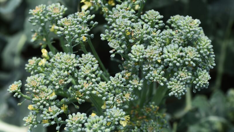 What Do I Do With Broccoli That Has Flowers