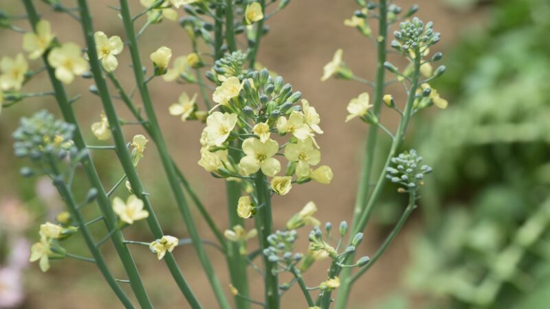 What Does It Mean When Broccoli “Bolts”