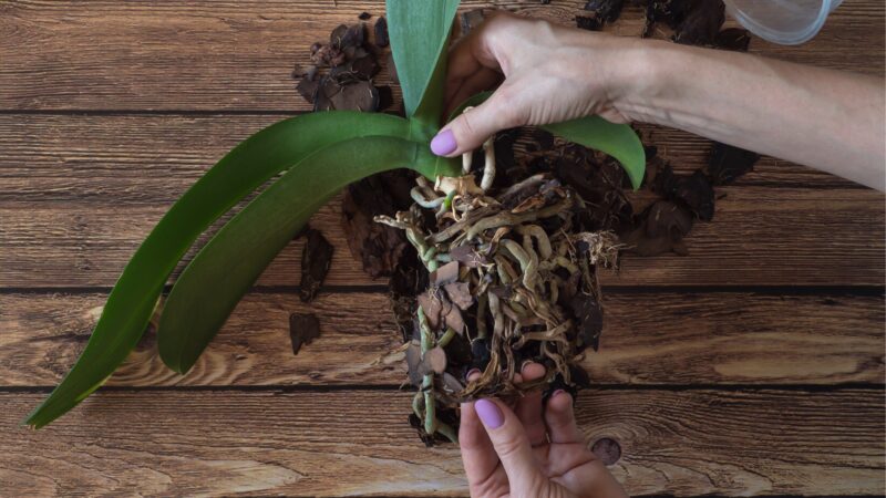 What Does Orchid Root Rot Look Like