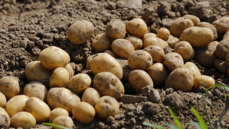 What Is the Best Month to Plant Potatoes