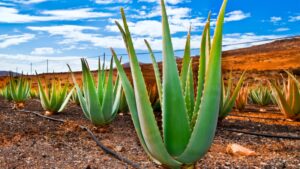 8 Best Soil for Aloe Vera Plants Must-Read Before You Choose - School
