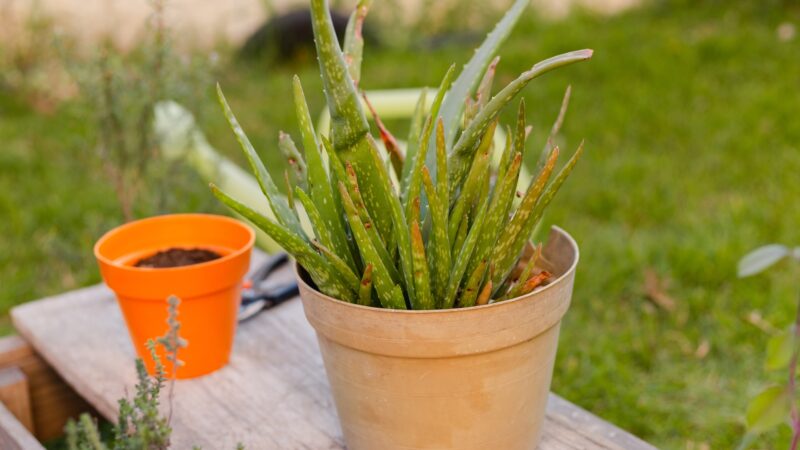 What to Consider When Choosing the Best Soil for Aloe Vera