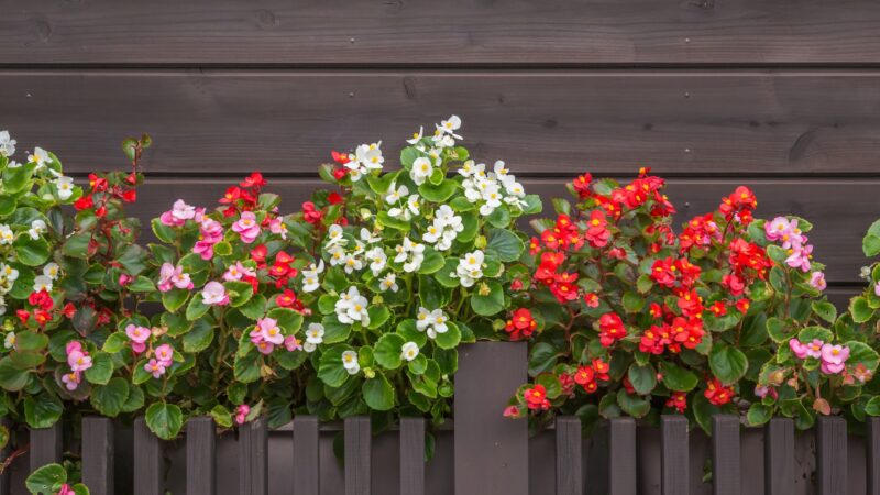 When to Propagate Begonia