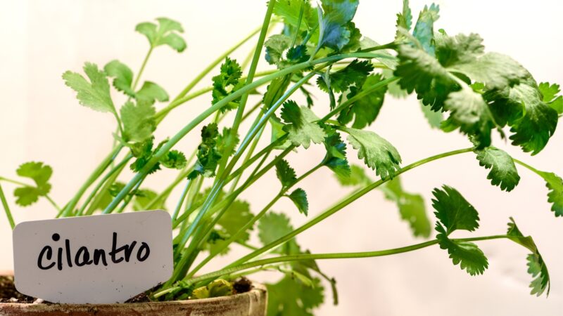 Where to Plant Cilantro