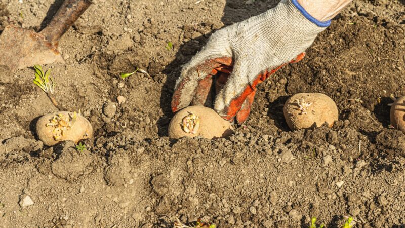 Where to Plant Potatoes