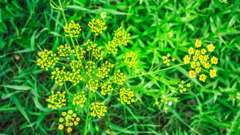 Wild Parsnip