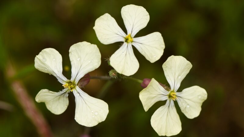 Wild Radish