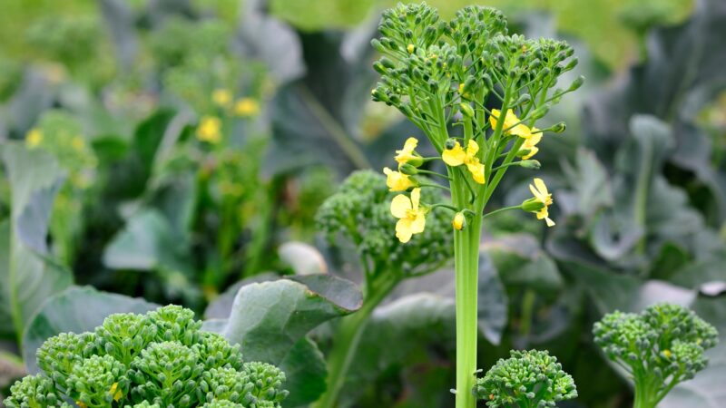 Will Broccoli Grow After Flowering