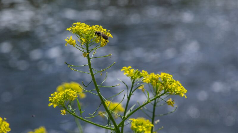 Wintercress