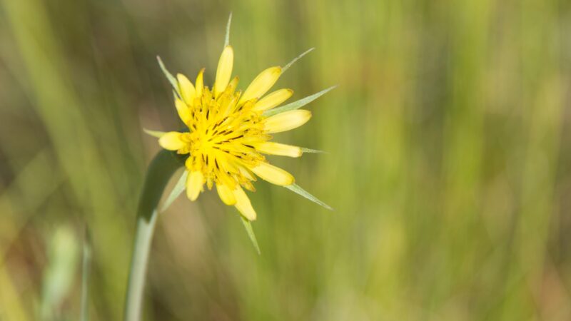 Yellow Salsify