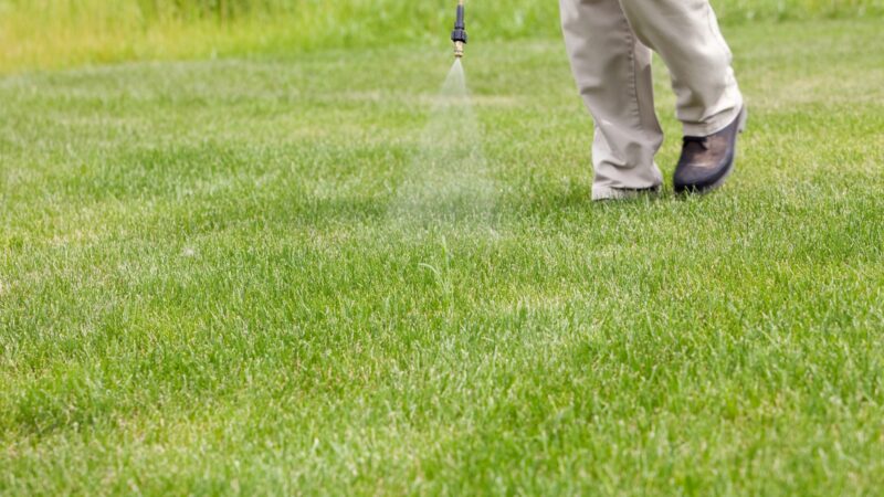 Are Insecticides Bad for the Lawn