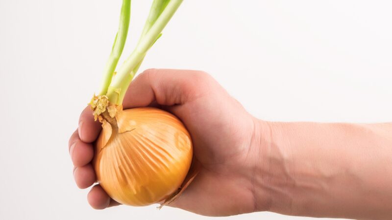 Can You Plant Onions That Have Sprouted