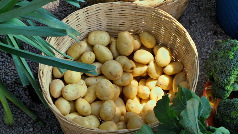 Growing Potatoes In Containers