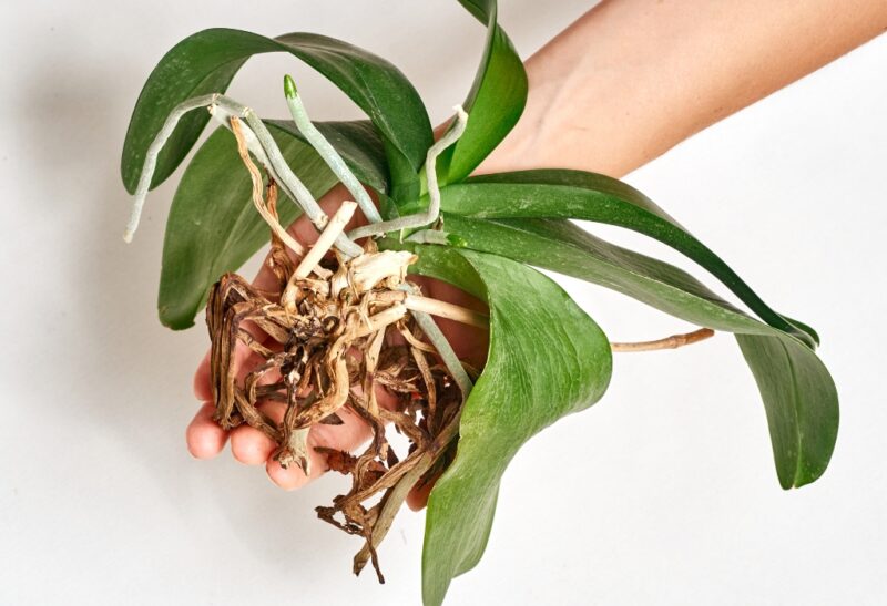 Healthy Orchid Roots