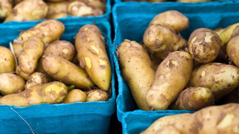 How Many Potatoes Can I Plant in a Container