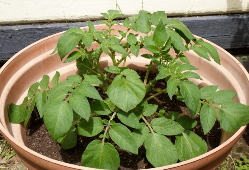 How to Grow Potatoes in a Containers.