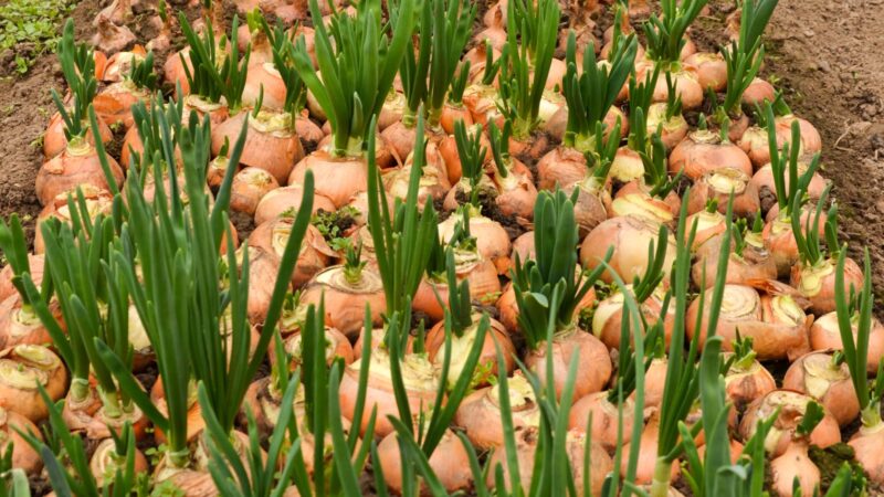 How to Plant a Sprouted Onion Step by Step Guide