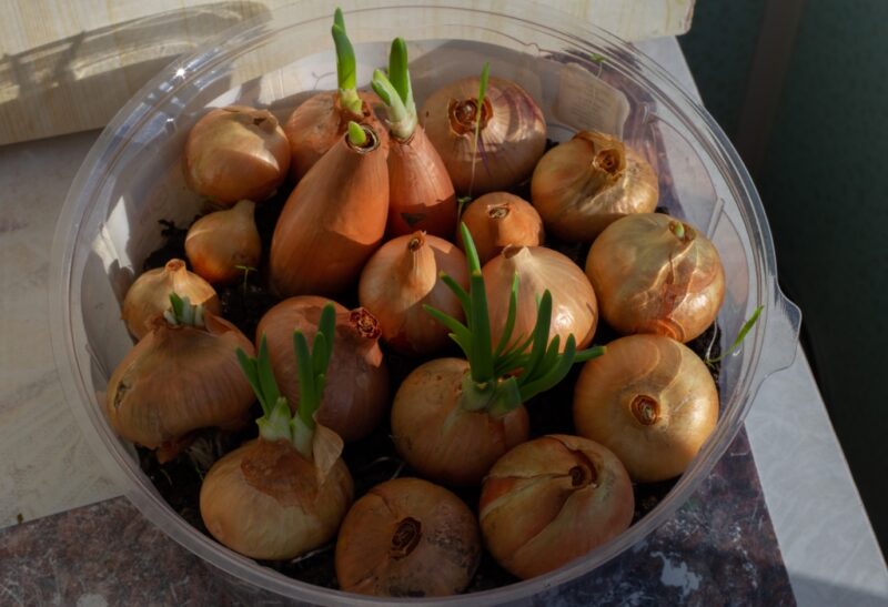 How to Plant a Sprouted Onion