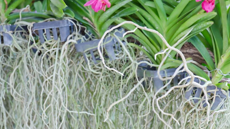 About Your Orchids Aerial Roots
