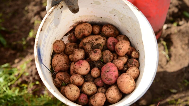 Can You Grow Potatoes in a Container?
