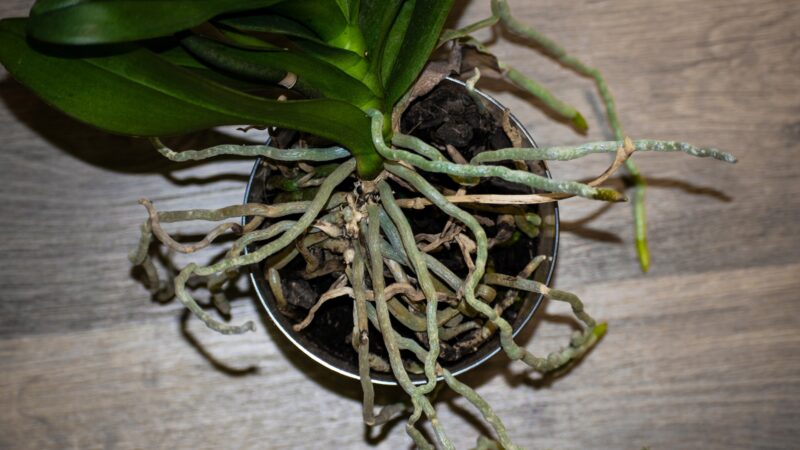 What Makes Orchid Roots So Special