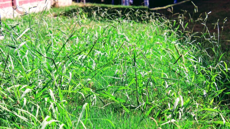 What to Consider When Choosing the Best Crabgrass Killer