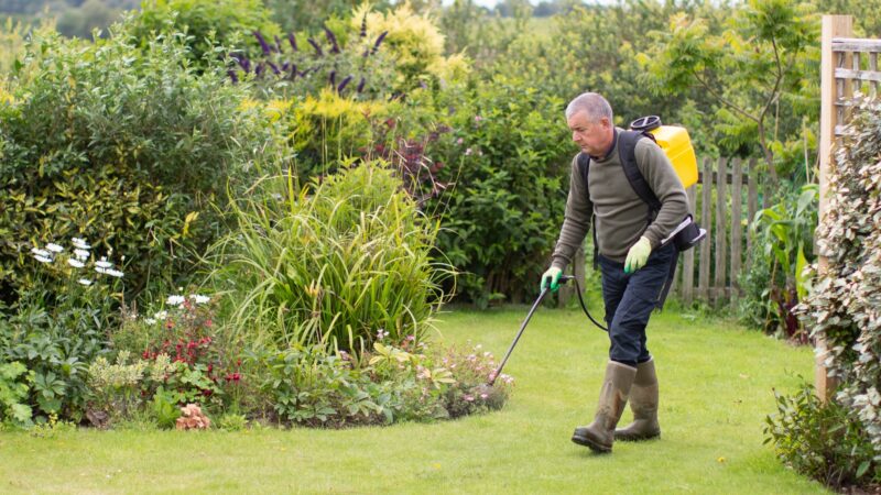 When to Apply Insecticide to Lawn