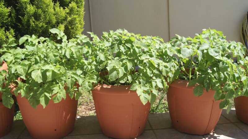 When to Plant Potatoes in Containers