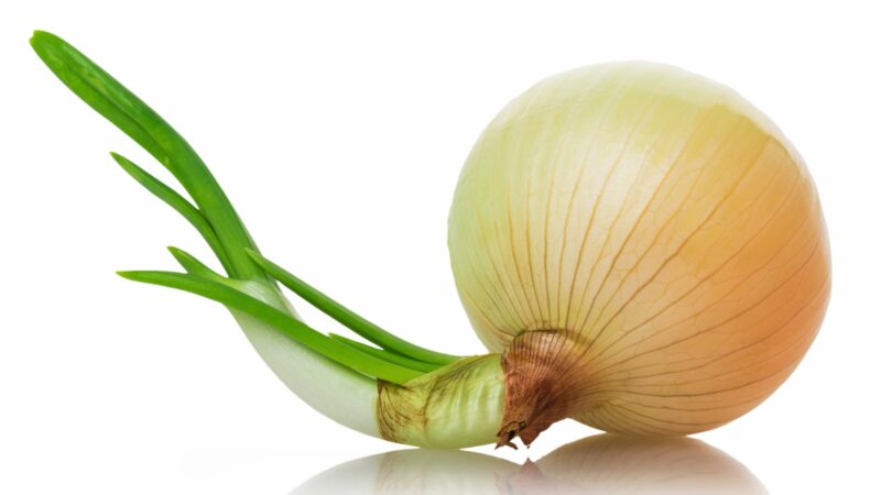 Why Do Onions Sprout
