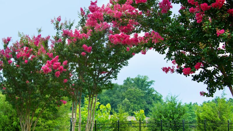 How to Prune Crepe Myrtle Step by Step Guide