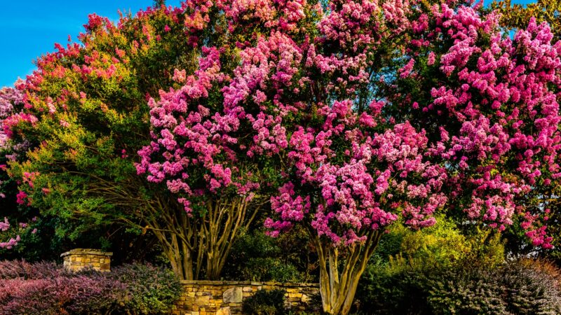 Should Crepe Myrtles Be Pruned