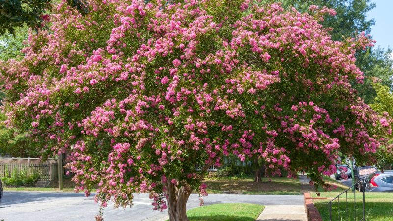 What Happens When Crepe Myrtle Is Improperly Pruned